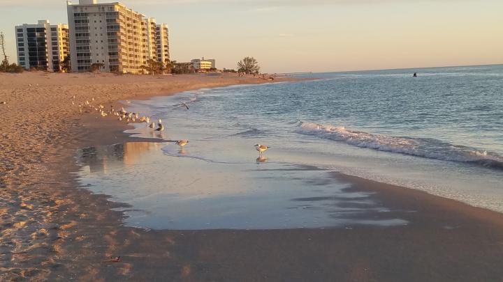 Америка, Побережье Мексиканского залива Флориды, Венис Бич
