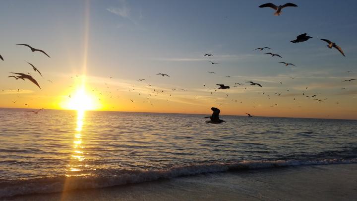 Америка, Побережье Мексиканского залива Флориды, Венис Бич