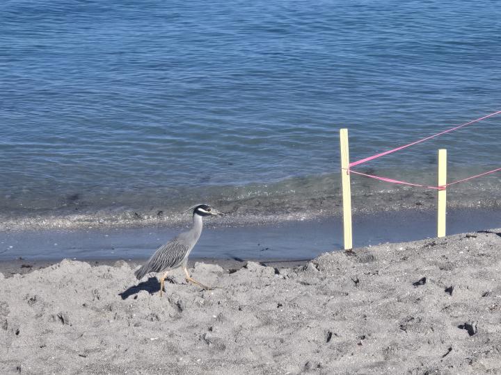 Америка, Побережье Мексиканского залива Флориды, Венис Бич