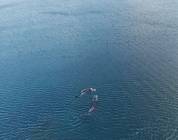 17May2024 Whales arrive offshore