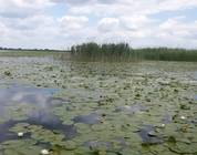 Румыния